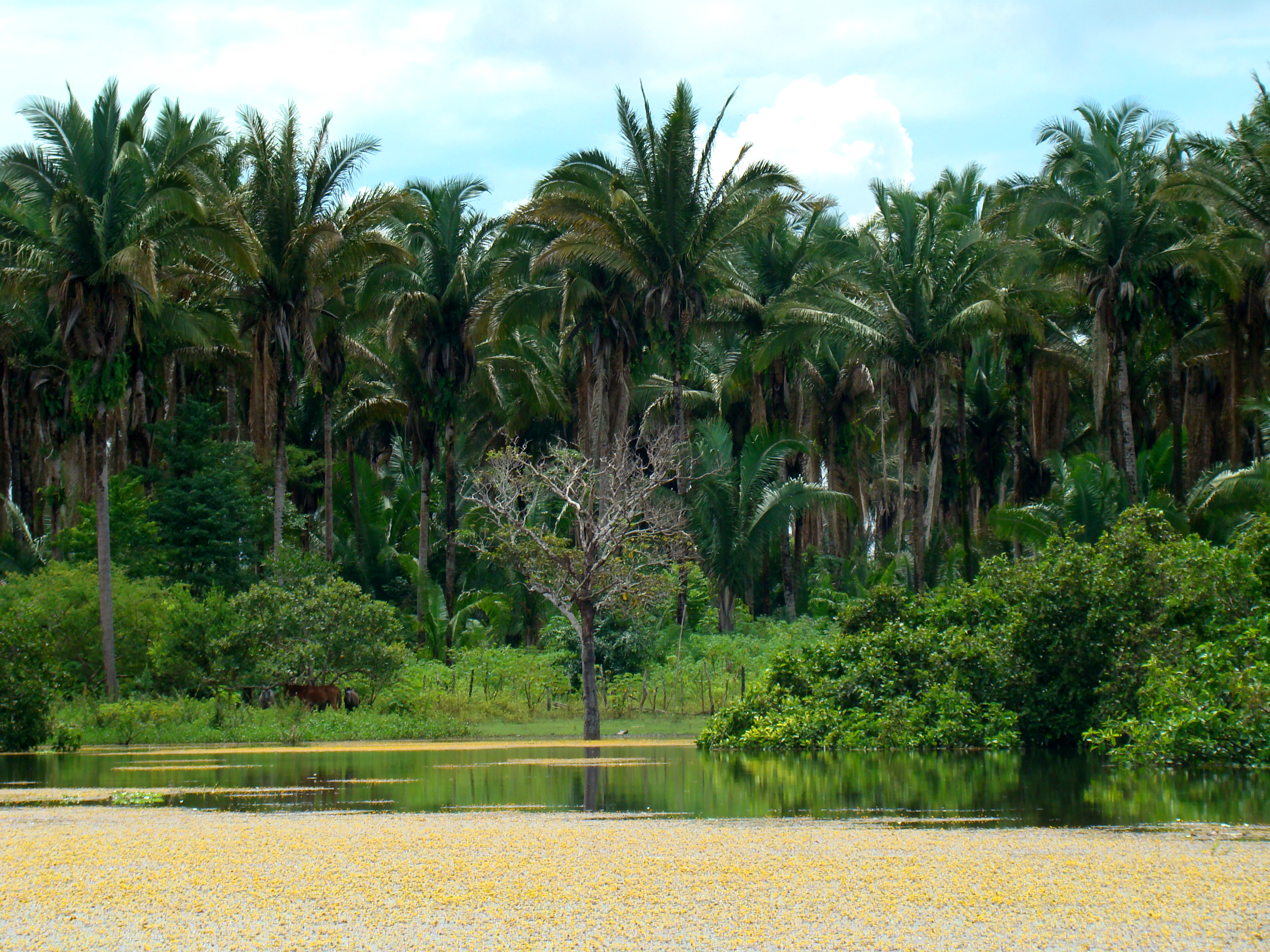 Baixada Maranhense